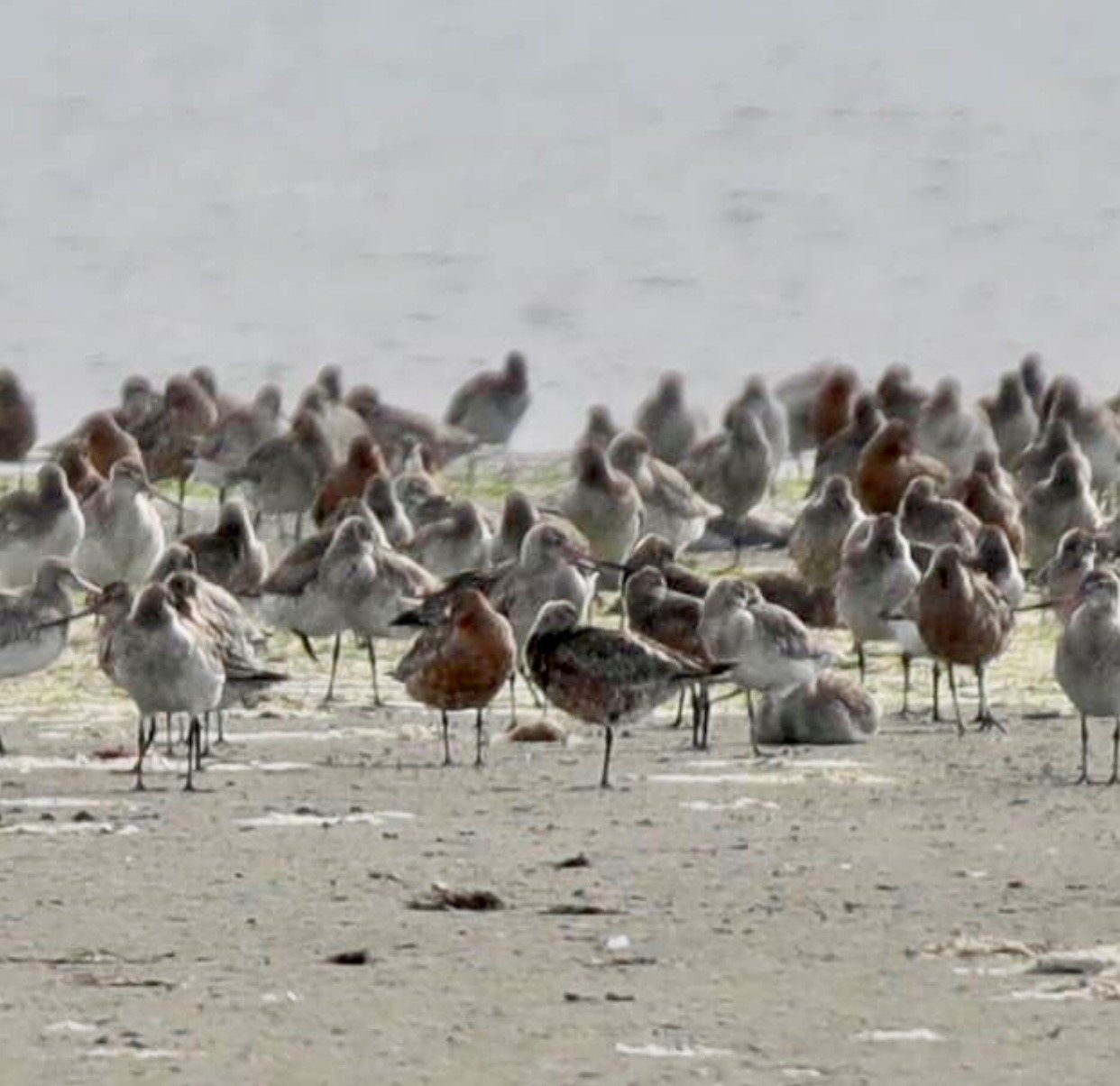 Poaka bird colouring in AvonHeathcote Estuary Trust