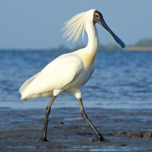 Royal Spoonbill - Breeding adult © Michael Daley eBird S43877517 Macaulay Library ML 90943231